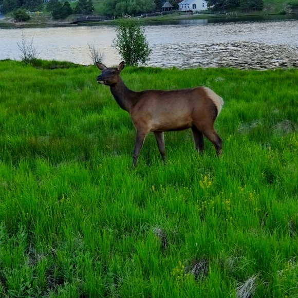 Meet your Posher, Kechidi - Picture 1 of 1